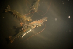 laboratorio_04